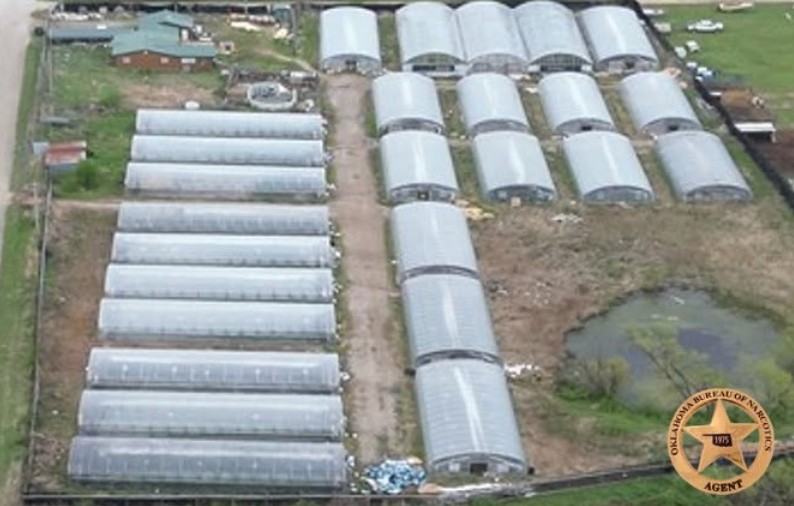 Nearly 50,000 Marijuana Plants Seized in Oklahoma Black Market Marijuana Investigation